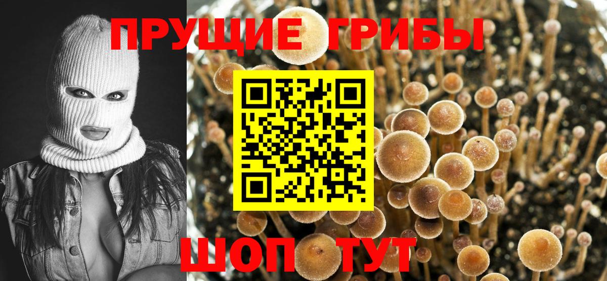 Елабуга  Псилоцибиновые грибы Psilocybine cubensis  Вход с VPN 
